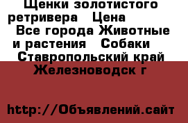 Щенки золотистого ретривера › Цена ­ 15 000 - Все города Животные и растения » Собаки   . Ставропольский край,Железноводск г.